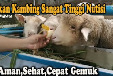 5 Manfaat Kambing Memakan Pisang, Pakan Bernutrisi, Aman, Sehat dan Cepat Gemuk, Gini Caranya!