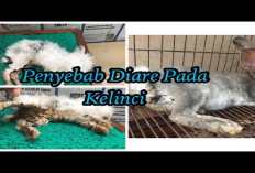 6 Faktor Penyebab Kelinci Mengalami Sakit Mencret Dan Cara Mengatasinya, No 6 Sering Terjadi