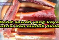 9 Manfaat Belut dan Cara Tepat Mengolah untuk MPASI