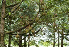 Wuih! Ternyata Sekali Panen, 1 Pohon Durian Bisa Hasilkan Ribuan Buah, Disini Tempatnya... 