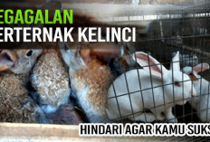 7 Faktor Penyebab Kamu Gagal Dalam Ternak Kelinci, No 5 Paling Sering Terjadi Kok Bisa?