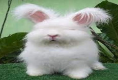 Info Rabbit, 6 Hal yang Harus Disiapkan Sebelum Adopsi Kelinci bagi Pemula, Bunny Lovers Cek Disini Buruan!