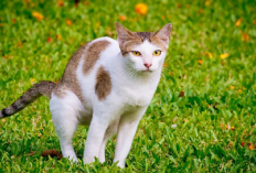 Kucing Sering Buang Air di Depan Rumah?  4 Pertanda Buruk Bagimu dan Keluarga yang Sebaiknya Kamu Waspadai