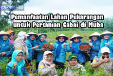 Strategi Sukses Kelompok Tani Desa Bukit Indah dalam Meningkatkan Produksi Cabai