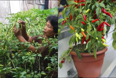 Takut dengan Harga Cabai di Pasar yang Melambung Tinggi, Tanam di Rumah Aja! Lebih Mudah dan Praktis