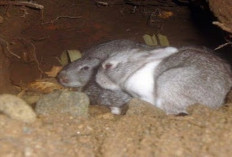 Info Rabbit, Cara Merawat Kelinci Melahirkan di Dalam Tanah bagi Pemula, Tips Sukses Bisnis Peternakan Cekidot