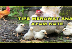 Mantap! Harga Ayam Kate Capai Rp1 Juta Sepasang, Gini Cara Merawatnya...