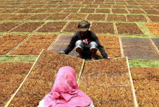 Gudang Garam Hentikan Pembelian Tembakau di Petani Temanggung: Sinyal Krisis Industri Rokok Indonesia?