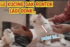 8 Makanan Kucing yang Dapat Mengatasi Bulu yang Rontok, Nomor Satu Sudah Pasti...