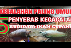 Kamu Harus Tau Nih! Penyebab Kamu Gagal dalam Budidaya Ikan Cupang, Kok Bisa?