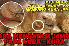 Info Ternak, 6 Cara Mengatasi Masalah Jamuran Pada Kura-Kura Sulcata