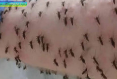 Mengapa Nyamuk Lebih 'Suka' Golongan Darah O? Ini Penyebabnya.