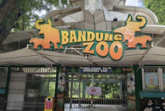 Kemenhut Cabut Izin Pengelolaan Bandung Zoo, Pemerintah Tegaskan Fokus Perlindungan Satwa
