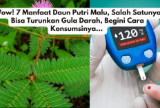 Wow! 7 Manfaat Daun Putri Malu, Salah Satunya Bisa Turunkan Gula Darah, Begini Cara Konsumsinya... 