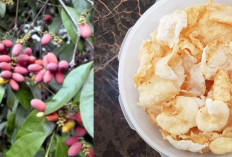 Meski Tinggi Purin, Ternyata Emping Melinjo Punya 5 Manfaat Baik untuk Kesehatan Tubuh