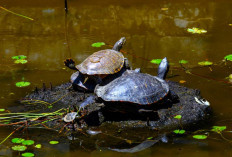 Kok Bisa 4 Jenis Kura-kura Air Tawar Ini Harganya Selangit? Ayo, Simak Alasannya Disini!