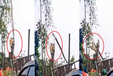 Detik-detik Penebang Pohon Tewas Dihantam Batang Kayu, Disaksikan Puluhan Warga