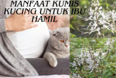 Tak Hanya Sekadar Tanaman, 9 Manfaat Kumis Kucing untuk Ibu Hamil yang Mungkin Belum Kamu Ketahui, Apa Saja?