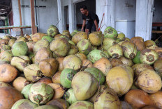 Banyak Belum Tahu, Kelapa Komoditas Paling Dicari Dunia, Berikut Sebabnya?