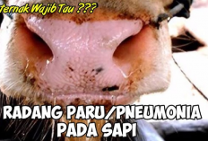 Mengatasi Sapi Sakit Radang Paru-Paru, 8 Strategi Pengobatan dan Pencegahan yang Wajib Kamu Ketahui!