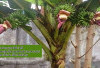 Unik ! Mengapa Pohon Pisang Hanya Berbuah Sekali? Ini Penjelasan Siklus Hidup Pisang