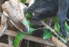 6 Manfaat Daun Mangga Sebagai Pakan Kambing Menjaga Kesehatan dan Nutrisi Terpenuhi, Kok Bisa?