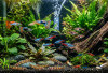 7 Jenis Ikan Hias Air Tawar Murah Meriah Tapi Bikin Aquarium Rumah Mewah, Yuk Simak Daftarnya!