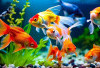 8 Ikan Hias Warna Warni Tidak Agresif Gampang Dirawat, Bikin Akuarium Makin Cantik