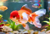 5 Jenis Ikan Hias Ini Bisa Disatukan dengan Ikan Mas Koki, Nomor 3 Wajib Ada di Aquarium!