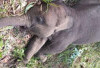 Viral! Anak Gajah Sumatera Mati dengan Perut Mengembang, Ini Kronologinya... 