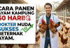 Bongkar Rahasia Ternak Ayam Kampung Panen 60 Hari, Ini Cara Sukses Raup Ratusan Juta Tanpa Takut Bau Kotoran