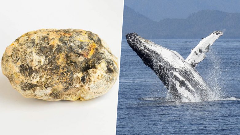 Muntahan Ikan Ini Harganya Ribuan Dollar Per Kg, Tapi Nyarinya Susah Bro