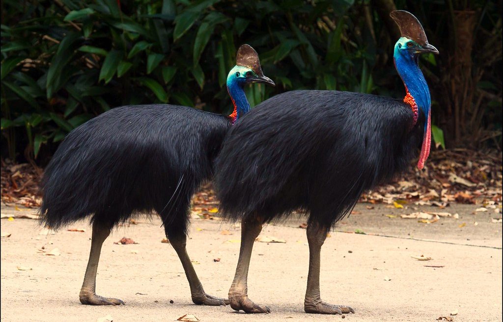 Burung Kasuari, Unggas Paling Setia di Muka Bumi, Ngga Pernah Selingkuh dan Poligami