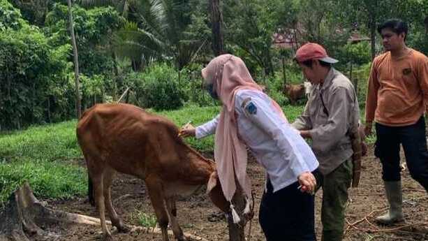 Waspada! Sebanyak 14 Sapi di Lahat Terindikasi Cacar