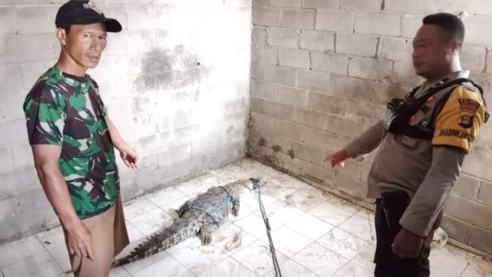 Warga Perumahan Tangkap Satu Buaya yang Meresahkan,  Diperkirakan Masih Ada yang Lebih Besar