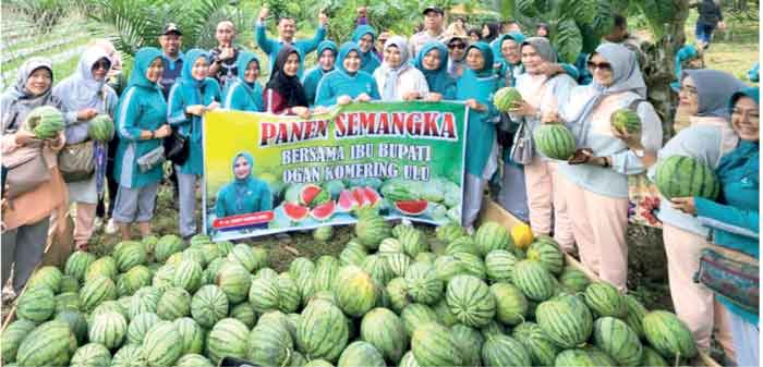 Hasil Panen  Capai 15 Ton