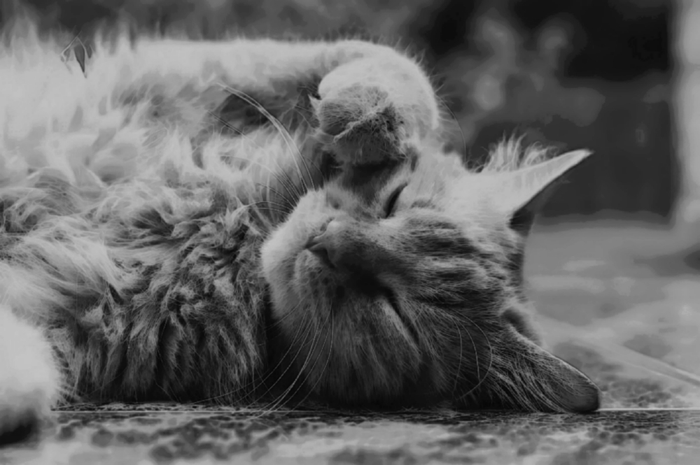 Muslim Wajib Tahu! Bacalah Doa ini Jika Tidak Sengaja Menabrak Kucing