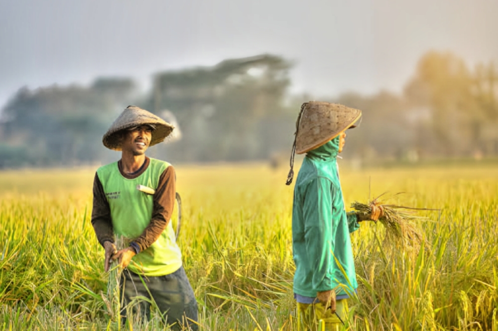 Petani Harus Baca Doa ini Agar Hasil Panen Melimpah dan Berkah, Menurut Islam