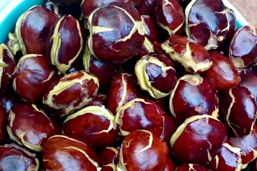 Ternyata ini Manfaat Jengkol untuk Kesehatan, yang Belum Banyak Diketahui