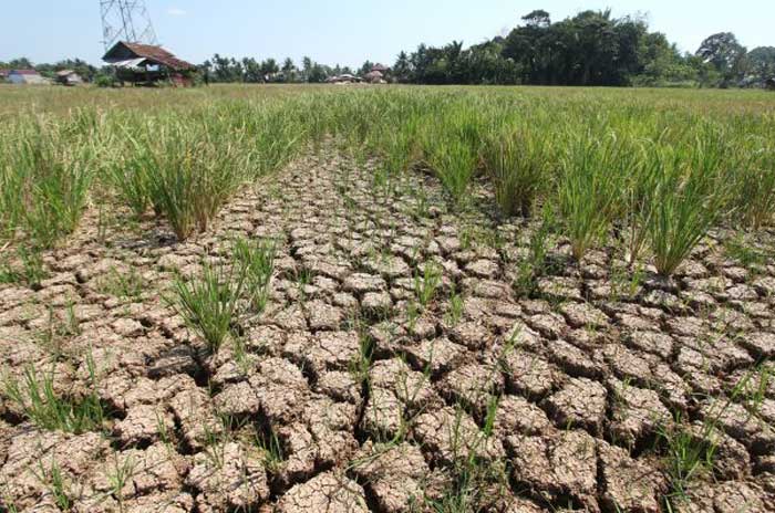 Sawah di Kota Bengkulu Mulai Kekeringan