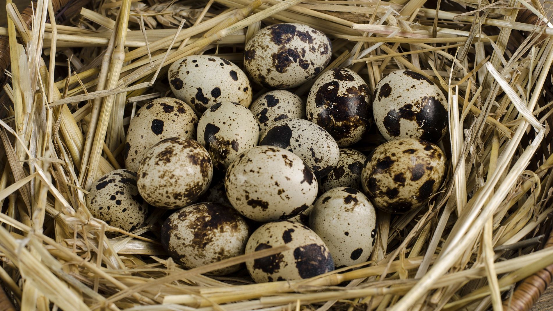 5 Manfaat Telur Puyuh, Kecil Kecil Kaya Protein Tinggi, Baik Untuk Pertumbuhan Anak.