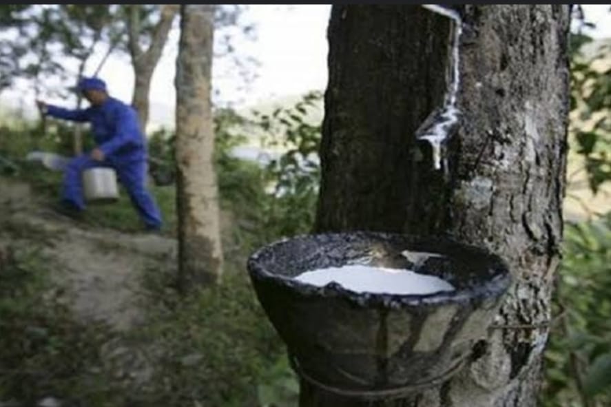 Adu Kambing Terobos Jalur, Dua Truk Ringsek Berat