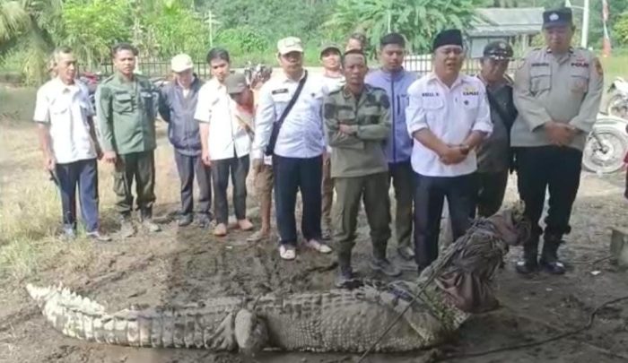 Bikin Ngeri, Buaya 3,5 Meter Sering Masuk Desa dan Makan Ikan Dari Tambak Warga