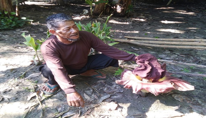 ‘Misteri Bunga Bangkai: Keajaiban Aroma Busuk di Balik Keunikan Flora Langka di Muba’