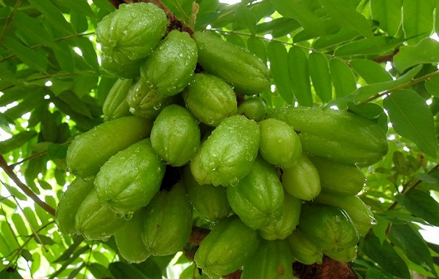 Belimbing Wuluh, Si Asem Manis, Berikut 5 Manfaatnya Untuk Kesehatan