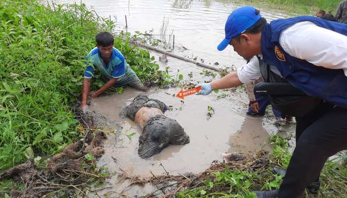 Mayat Supir Tersangkut Semak