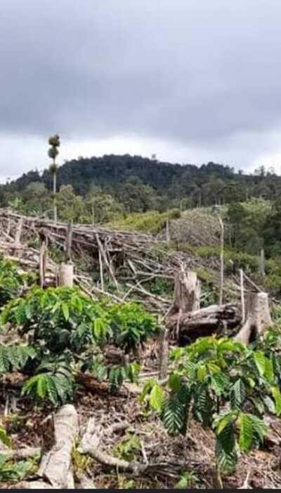 Peringatan Serius!  Hutan Gundul dan Pembangunan Tak Terkendali.