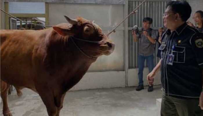 Sapi Kurban Seberat 1 Ton dari Presiden Jokowi. Baba Si Gagah yang Dipuja-Anak, Diberikan untuk Palembang