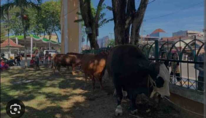 Sapi Kurban Mengalir!!!!! Menyongsong Idul Adha 20 Sapi, Bagikan 3000 Kantong Daging