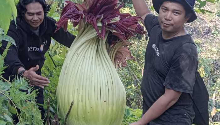Aroma Unik dan Keindahan Mekar Bunga Kibut! Warga Desa Taba Remanik Tertarik Siklus Langka